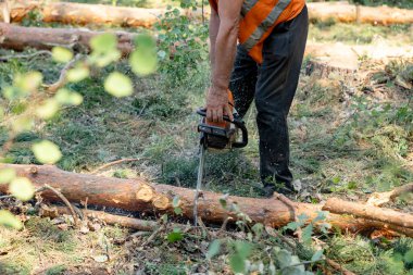Elektrikli testere. Oduncu testere testeresinin yakın çekimi, talaş yan yana uçar. Kavram ağaçları devirmektir..