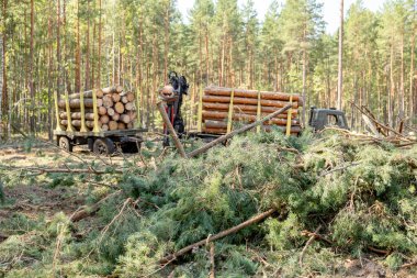 Orman makinesi ulaşım için kütükleri yüklüyor. Profesyonel kütükcülük. Kütükler düştükten sonra römorklara yüklenir