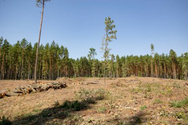 Gökyüzünün altındaki bir ormanda ağaçları kesmek. Ağaçları kestikten sonra bir ormanda geniş bir açıklık oluştu. Orman üstüne orman