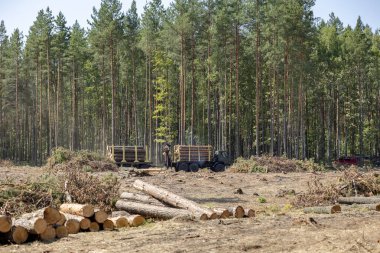 Orman makinesi ulaşım için kütükleri yüklüyor. Profesyonel kütükcülük. Kütükler düştükten sonra römorklara yüklenir