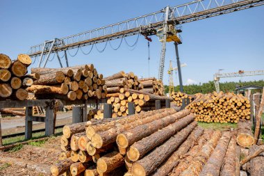 Profesyonel kütükcülük. Ahşap işleme tesisi. Odunların depolanması ve taşınması