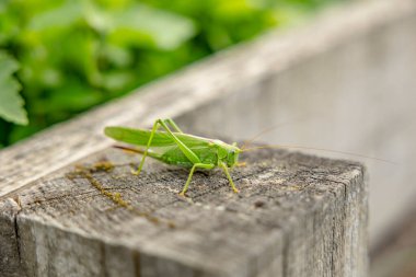Tahta bir sütunda yeşil bir çekirge