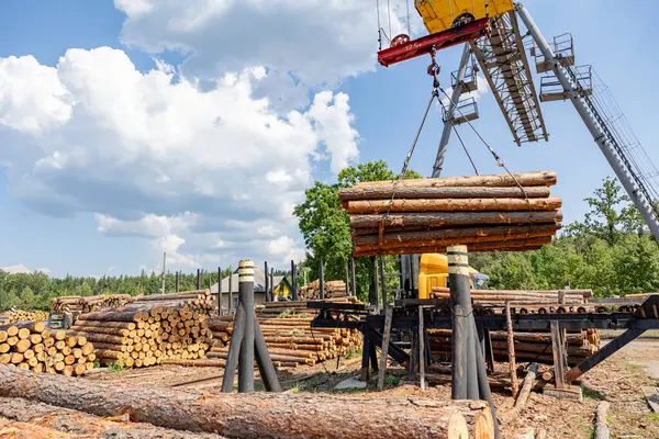 Stock image professional logging. Wood processing plant. Storage and transportation of wood