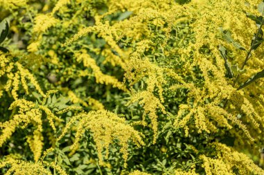 Ambrosia ya da yosun tarlası. Yaban otları üzerinde sarı yabani çiçek bitkisi. Alerji