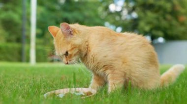 Evsiz, savunmasız, sevimli kedi yemek yiyor. Güzel kırmızı kedi yavrusu yeşil çimlerde oturuyor..