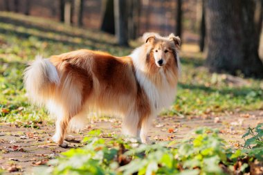 Sonbaharda sarı akçaağaç yapraklarıyla parkta yürüyüş yapan sevimli kırmızı-beyaz Collie köpeği.