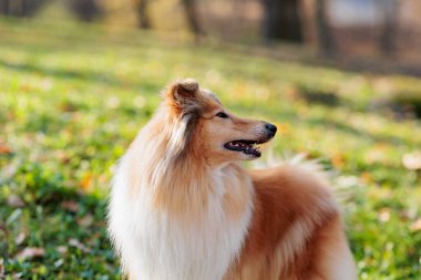 Sonbaharda sarı akçaağaç yapraklarıyla parkta yürüyüş yapan sevimli kırmızı-beyaz Collie köpeği.