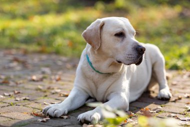 Golden Retriever köpeği parkta yürüyüşe çıktı. Tatlı köpek labrador sonbahar parkında yatıyor.