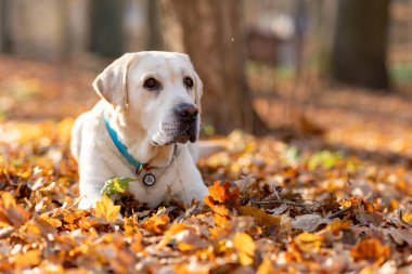Golden Retriever köpeği parkta yürüyüşe çıktı. Tatlı köpek labrador sonbahar parkında yatıyor.