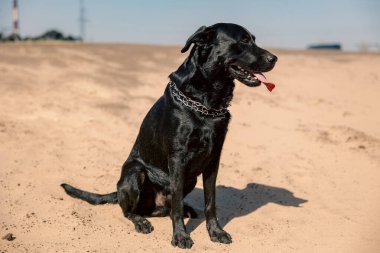 Yazın büyük bir tebessümle kumsalda siyah bir köpek
