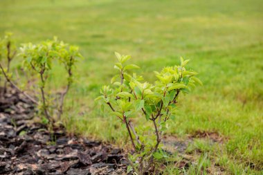 Bitkiler, yaya yolunun yakınında doğal kahverengi ağaç kabuğu gübresiyle gübrelenmiş. Modern bahçe düzenleme tasarımı. Çiçekli süsleme