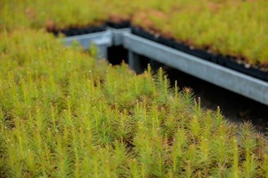 Açık hava bahçe mağazası. Bahçe dükkanındaki saksılardaki çalıların tohumları. Bektaşi üzümü fideleri. Ladin fidelerinin endüstriyel yetiştirilmesi