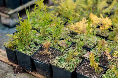 Kömür tencerelerinde fidanlar yetiştiriyor. Modern botanik serasında güneş ışığında bitkiler. Saksıda bitki yetiştirme endüstrisi