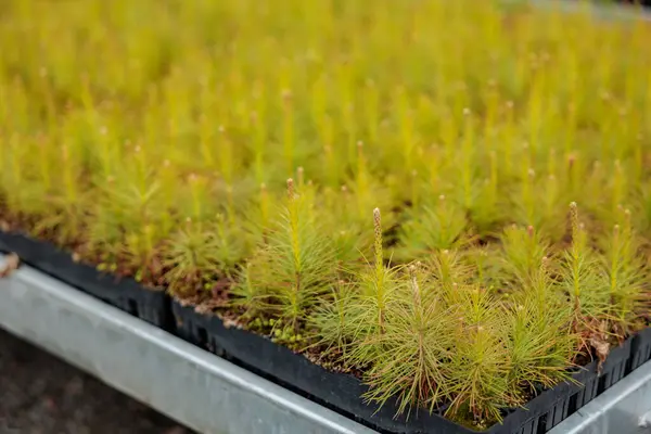 Açık hava bahçe mağazası. Bahçe dükkanındaki saksılardaki çalıların tohumları. Bektaşi üzümü fideleri. Ladin fidelerinin endüstriyel yetiştirilmesi