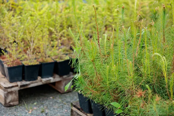 Kömür tencerelerinde fidanlar yetiştiriyor. Modern botanik serasında güneş ışığında bitkiler. Saksıda bitki yetiştirme endüstrisi
