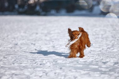Kırmızı köpek kışın karda dışarıda sopayla oynuyor.