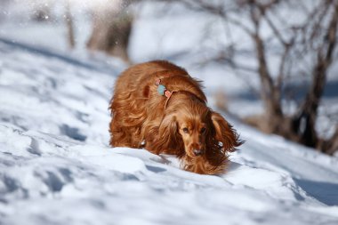 Mutlu spanyel buzda koşuyor, neşeli ve enerjik, eğlenceli bir kış sahnesinde hafifçe kayıyor. Spaniel karda koşuyor.