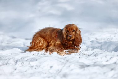 Kızıl İngiliz Cocker Spaniel güneşli bir kış gününde karda yatıyor.