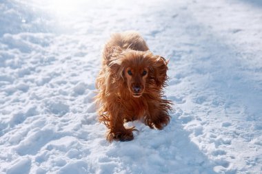 Mutlu spanyel buzda koşuyor, neşeli ve enerjik, eğlenceli bir kış sahnesinde hafifçe kayıyor. Spaniel karda koşuyor.