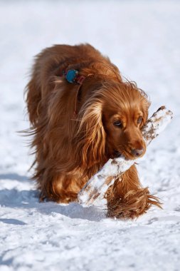 Kırmızı köpek kışın karda dışarıda sopayla oynuyor.