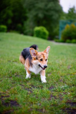 Mutlu ve aktif safkan Galli Corgi köpeğinin portresi güneşli bir yaz gününde çimlerin üzerinde..