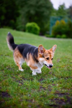 Mutlu ve aktif safkan Galli Corgi köpeğinin portresi güneşli bir yaz gününde çimlerin üzerinde..