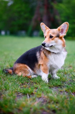 Mutlu ve aktif safkan Galli Corgi köpeğinin portresi güneşli bir yaz gününde çimlerin üzerinde..