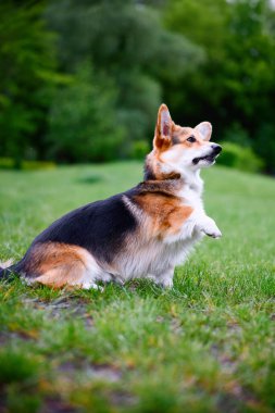 Mutlu ve aktif safkan Galli Corgi köpeğinin portresi güneşli bir yaz gününde çimlerin üzerinde..