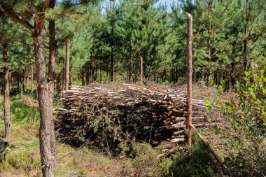 Kesilmiş ağaç çalıları kurumuş dallar kereste yığınları, orman temizliği, ormancılık. Kesilen dallar ormanda istiflenmiş.