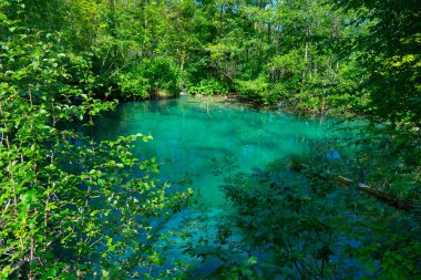 Hırvatistan. Plitvice Lakes Ulusal Parkı. Kristal berrak turkuaz su ile göl. Popüler turist mekanı. UNESCO Dünya Mirasları Listesi