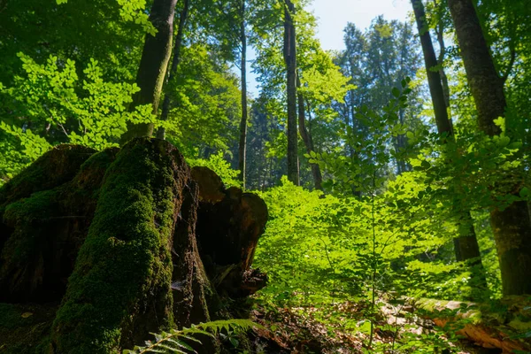 Hırvatistan. Plitvice Lakes Ulusal Parkı. Yoğun yeşil orman. Popüler turist mekanı. UNESCO Dünya Mirasları Listesi