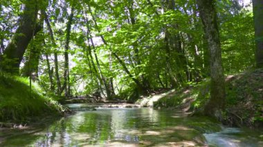 Hırvatistan. Plitvice Lakes Ulusal Parkı. Popüler turist mekanı. UNESCO Dünya Mirası Listesi 'nde. Kristal berrak suyla akarsu. Sabit Kamera