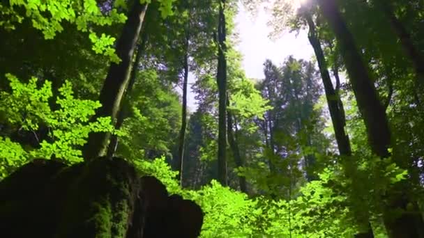 克罗地亚 Plitvice湖国家公园 茂密的绿色森林 热门旅游胜地 被列为联合国教科文组织世界遗产 摄像机从上至下移动 — 图库视频影像