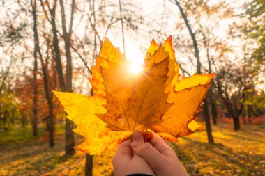 Sonbahar ormanı. Güneşli bir gün. Sarı yapraklar ağaçlardan düştü. Kız elinde sarı yapraklar tutuyor (yakın plan). Ormanda sonbahar yürüyüşleri. Doğayla bağlantı