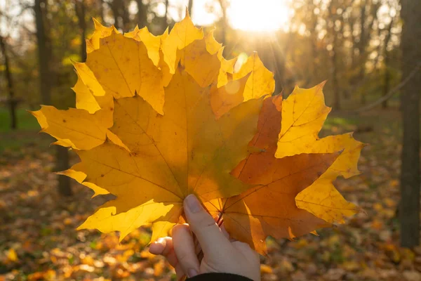 Autumn forest. Sunny day. Yellow leaves fell from the trees. The girl holds yellow leaves in her hands (close-up). Autumn walks in the forest. Connection with nature