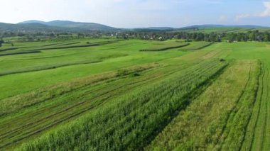Yaz. Güneşli bir gün. Kırsal kesimde. Yeşil alanın üzerinden uçun. Drone. Hava görüntüsü. Kamera ileri gidiyor.