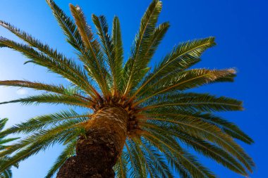 Mavi gökyüzüne karşı büyük bir palmiye ağacının tepesi. Alt görünüm