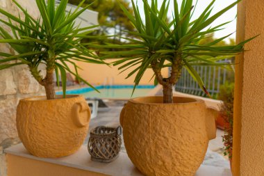 Havuz köşkünde süs ağacı olan iki sarı saksı. Yaz sezonu. Tatil köyü. Tatil daireleri.