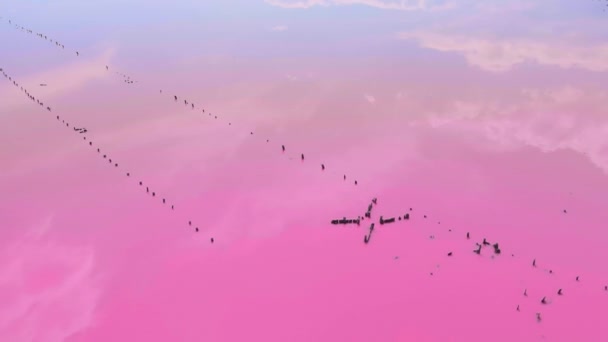 Flug Über Den Salzigen Rosa See Unglaubliche Aquarelle Aufgabe Der — Stockvideo