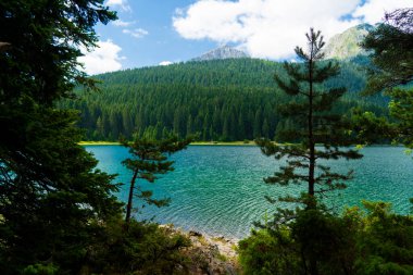 Karadağ. Zabljak. Durmitor Ulusal Parkı. Popüler turist mekanı. Yeşil kozalaklı ormanlarla çevrili kara göl. Doğa konseptinin güzelliği