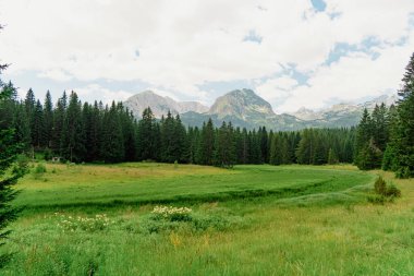 Karadağ. Zabljak. Durmitor Ulusal Parkı. Popüler turist mekanı. Dağ tepelerinin arka planına karşı yeşil kozalaklı orman. Doğa konseptinin güzelliği