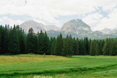 Karadağ. Zabljak. Durmitor Ulusal Parkı. Popüler turist mekanı. Dağ tepelerinin arka planına karşı yeşil kozalaklı orman. Doğa konseptinin güzelliği