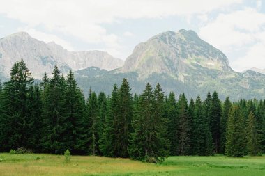 Karadağ. Zabljak. Durmitor Ulusal Parkı. Popüler turist mekanı. Dağ tepelerinin arka planına karşı yeşil kozalaklı orman. Doğa konseptinin güzelliği