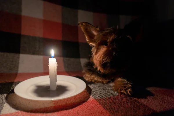A small dog lies in a dark room by the light of a candle (close-up). Blackout. Energy crisis. Destruction of infrastructure. Power outage concept