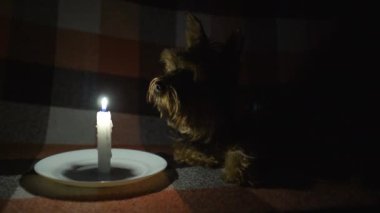 Küçük bir köpek mum ışığında (sabit kamera) karanlık bir odada uzanıyor. Kesinti. Enerji krizi. Altyapı tahribatı. Elektrik kesintisi kavramı
