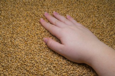 Close-up of a woman's hand against the background of ripe grains of wheat (close-up). Farm harvest concept. Agriculture. The main ingredient for baking bread. Natural organic food