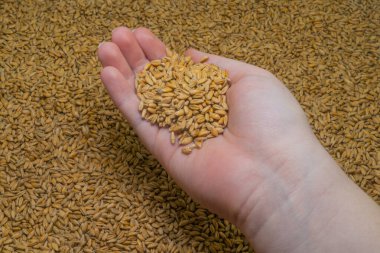 A handful of wheat grains in the hand against the background of ripe wheat grains (close-up). Farm harvest concept. Agriculture. The main ingredient for baking bread. natural organic food