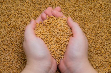 A handful of wheat grains in the hands against the background of ripe wheat grains (close-up). Farm harvest concept. Agriculture. The main ingredient for baking bread. Natural organic food