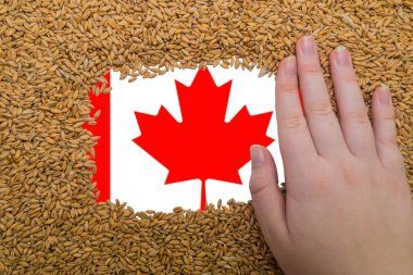 Woman's hand on a rectangular frame of ripe grains of wheat against the background of the flag of Canada. The largest grain exporter in the world. Agriculture. Basic ingredient for baking bread