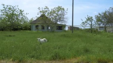 Kırsal kesimde. Bir keçi bombardımandan zarar görmüş terk edilmiş bir evin yakınında otluyor. Panorama (kamera soldan sağa hareket eder). Ukrayna 'da savaş. Rus işgali Ukrayna